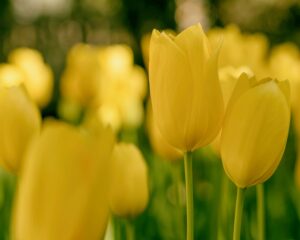 Fleurs artificielles pour quelles occasions ?