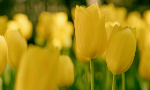 Fleurs artificielles pour quelles occasions ?