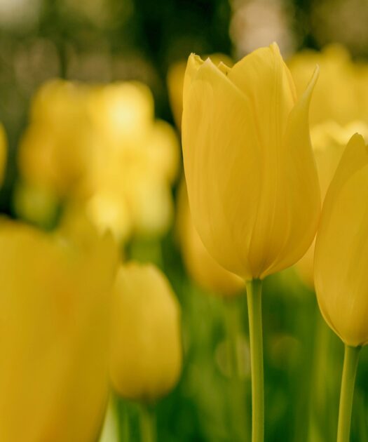 Fleurs artificielles pour quelles occasions ?