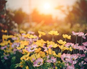 Rehaussez l’élégance de votre jardin avec des coussins décoratifs