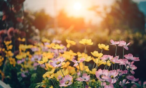 Rehaussez l’élégance de votre jardin avec des coussins décoratifs