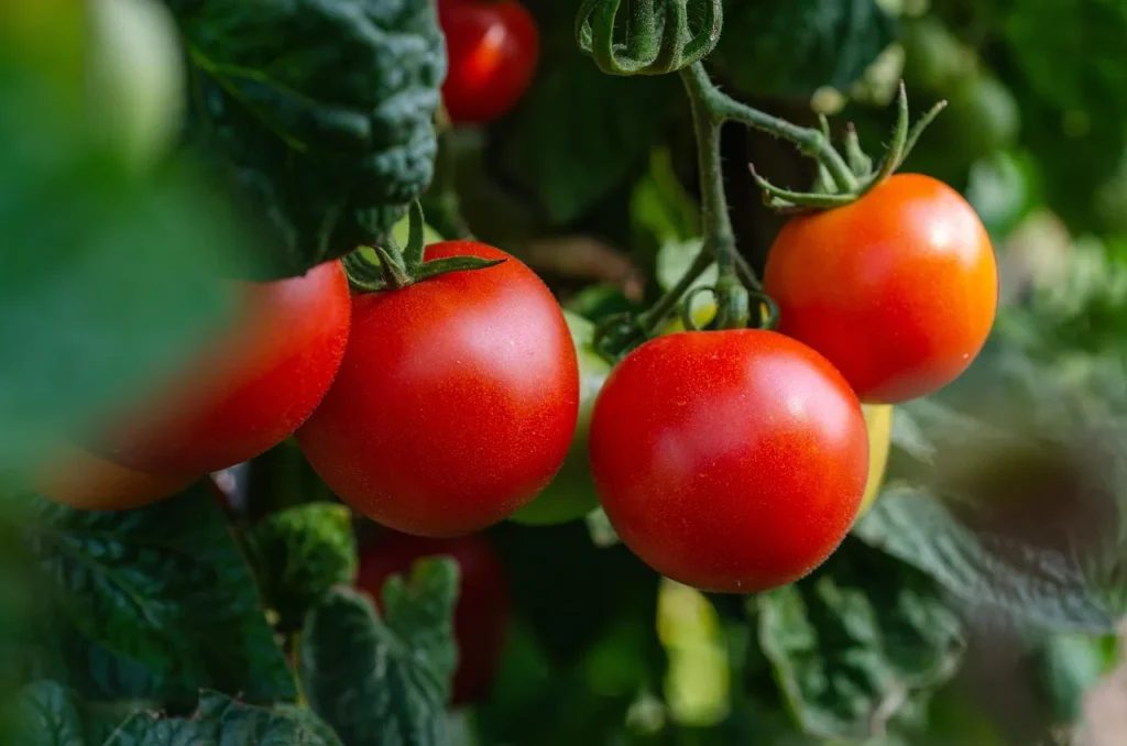 Intégrer le jardin dans votre décoration intérieure : Astuces et conseils